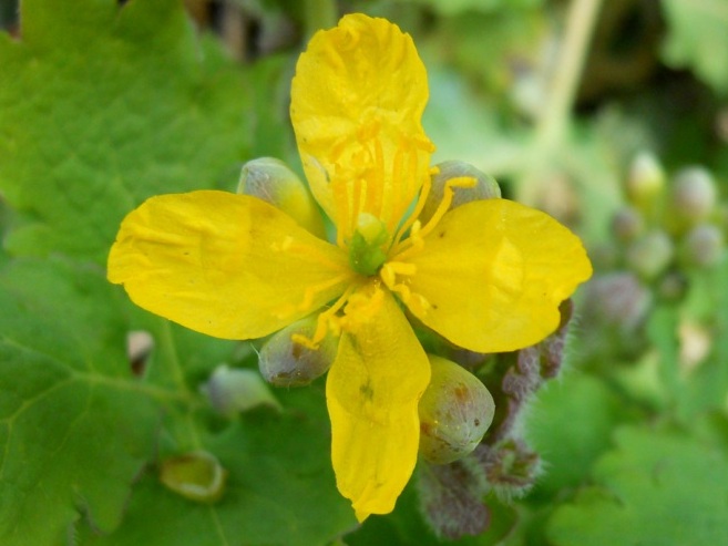 Chelidonium majus